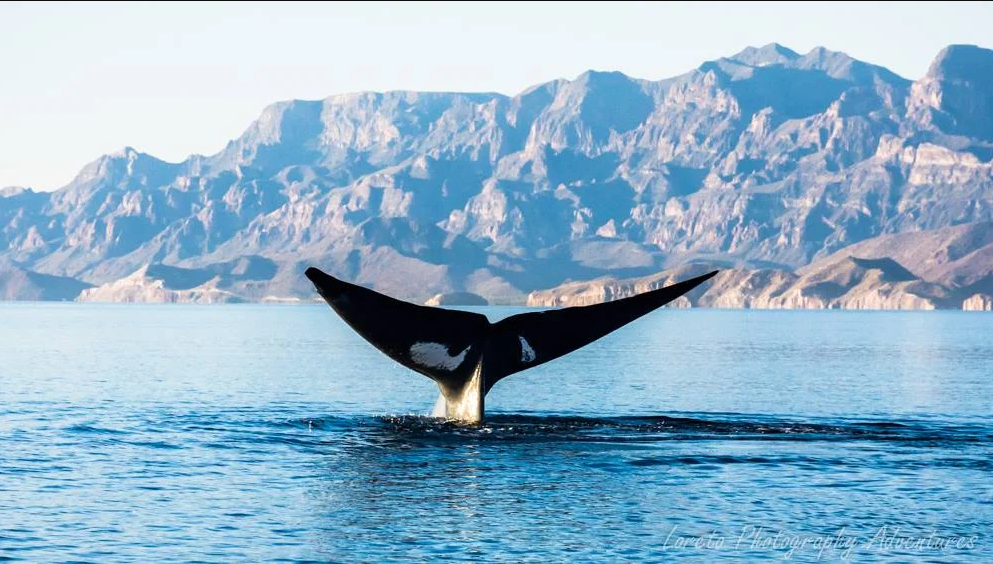 Tours de Ballenas